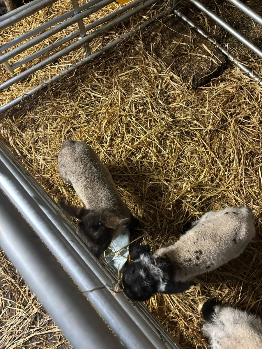Pet lambs - Image 3