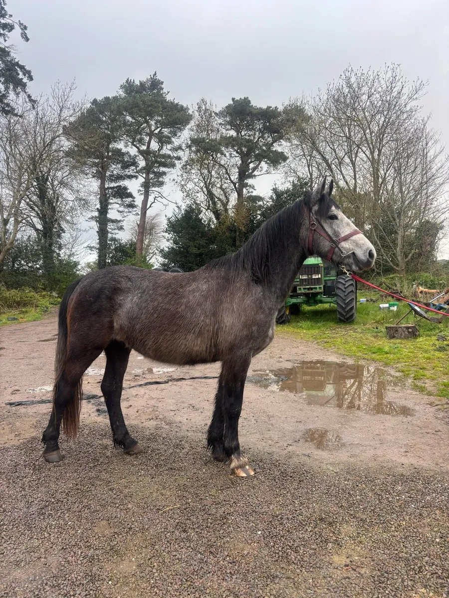15.2hh 2yr old filly - Image 1