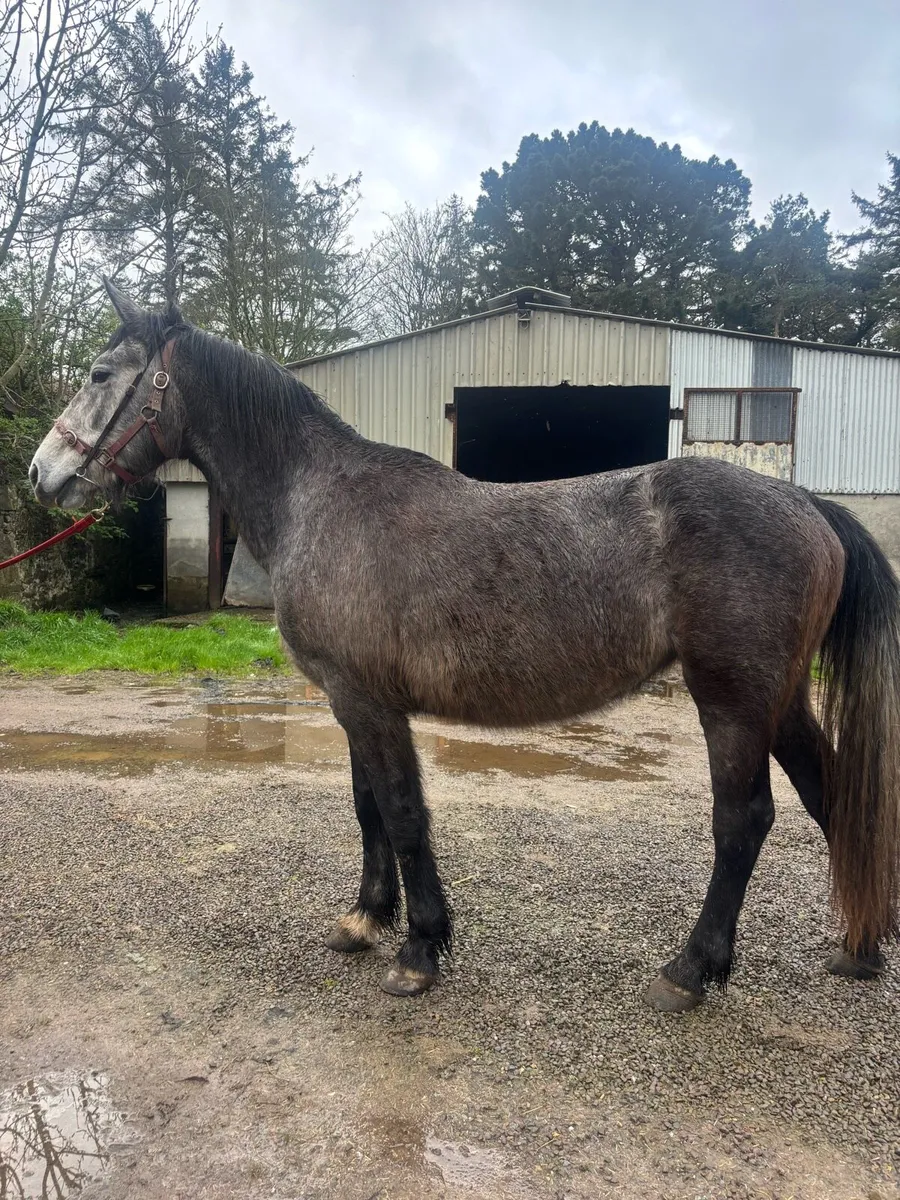 15.2hh 2yr old filly - Image 2