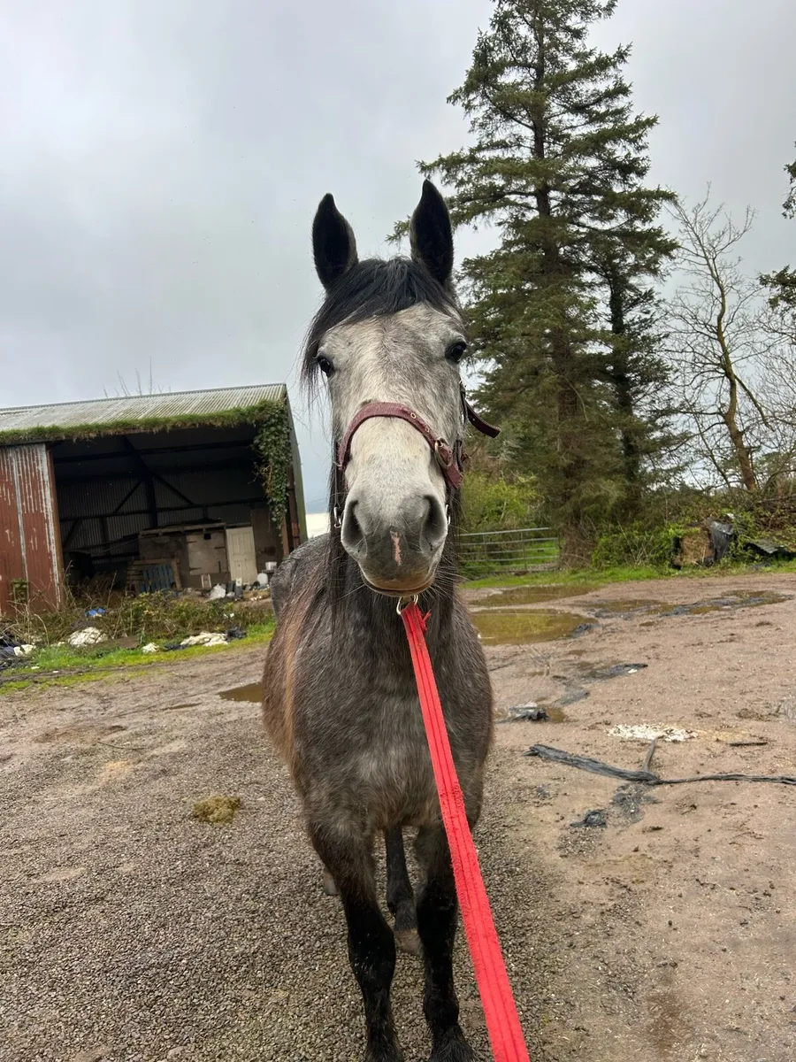 15.2hh 2yr old filly - Image 3