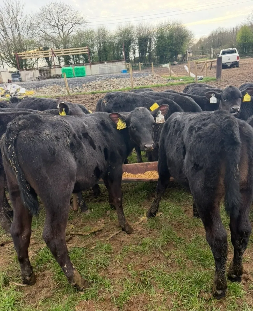 30 super 3 month old Angus heifers - Image 1