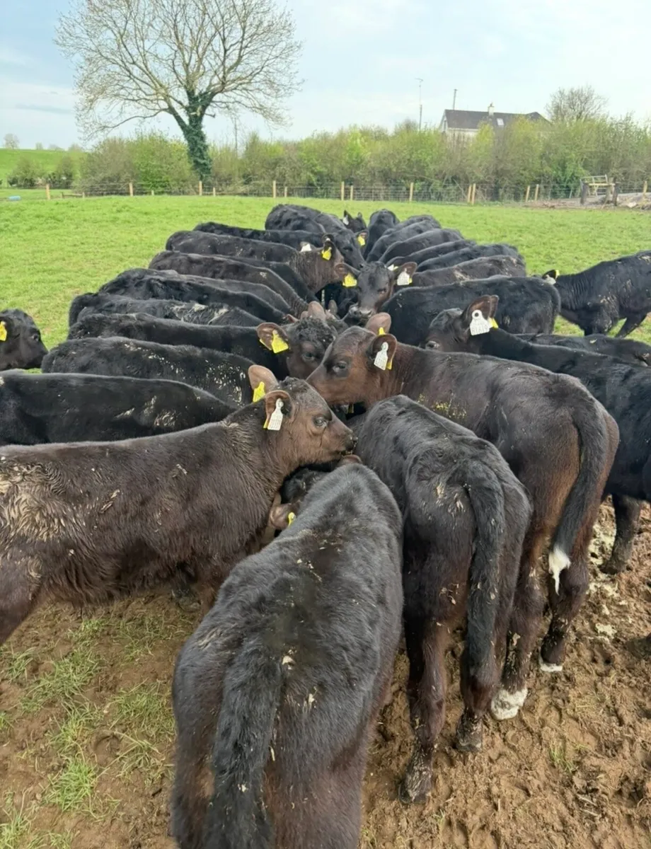30 super 3 month old Angus heifers - Image 2