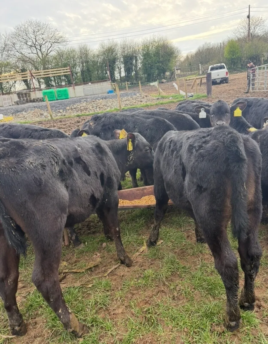 30 super 3 month old Angus heifers - Image 3