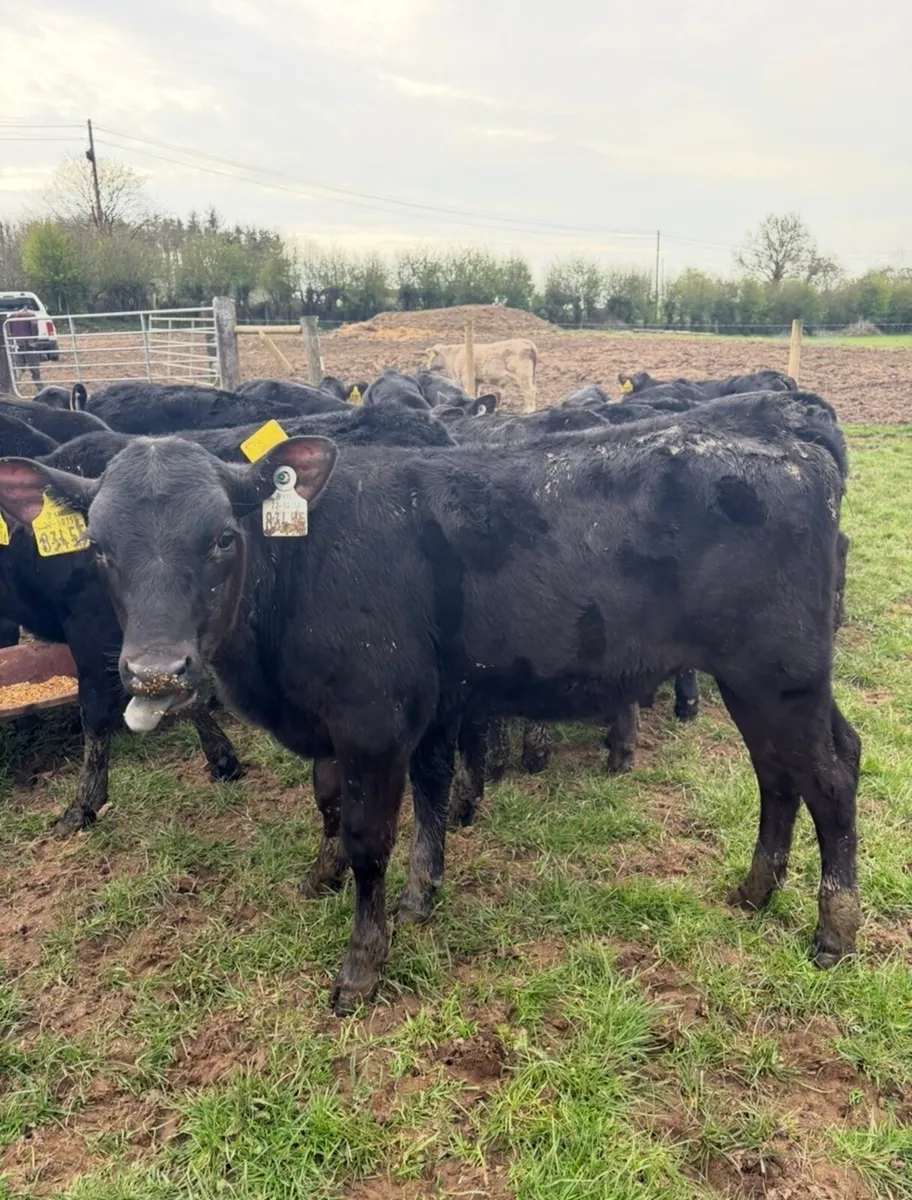 30 super 3 month old Angus heifers - Image 4