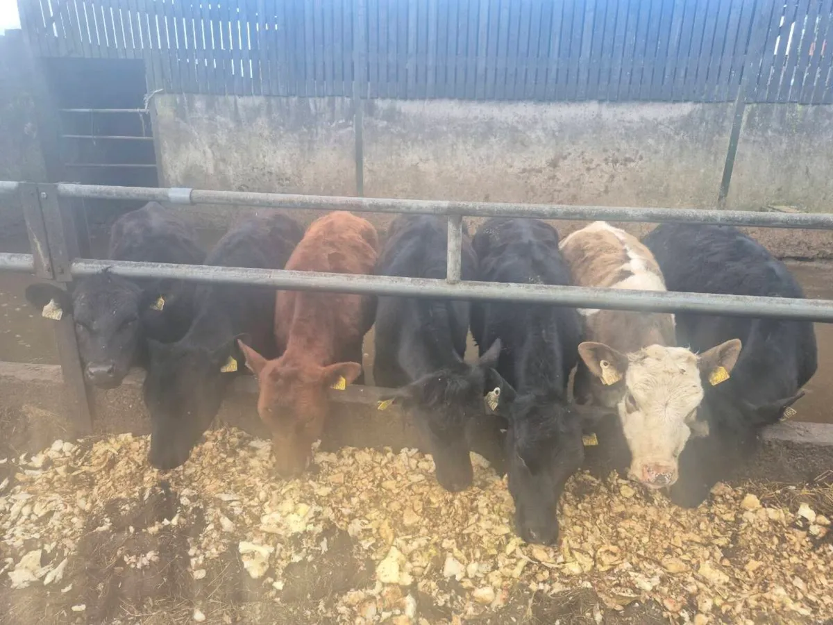 Yearling hfrs - Image 1