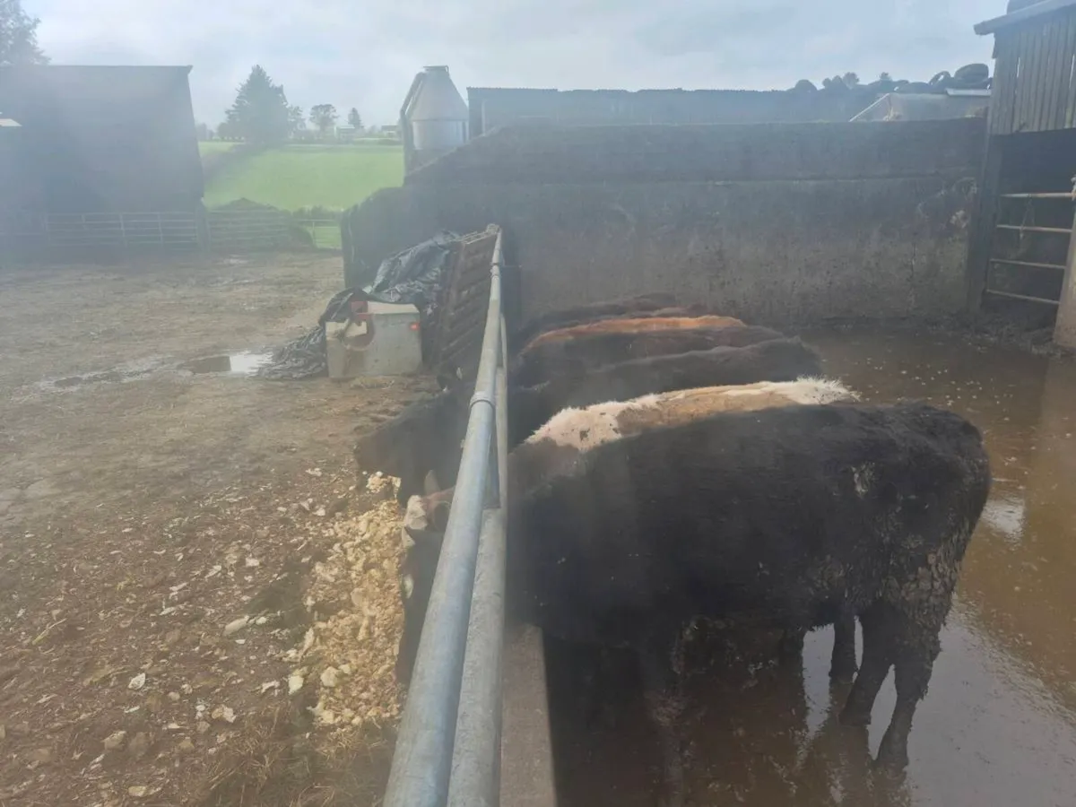 Yearling hfrs - Image 2