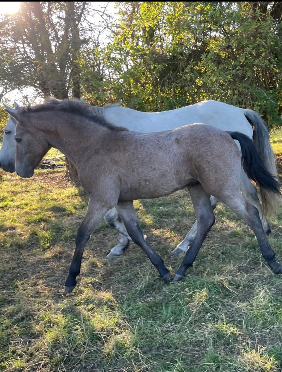☘️ class 1 connemara stallion ☘️ - Image 2