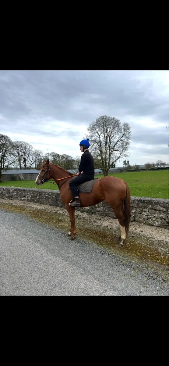 Gelding for sale - Image 1