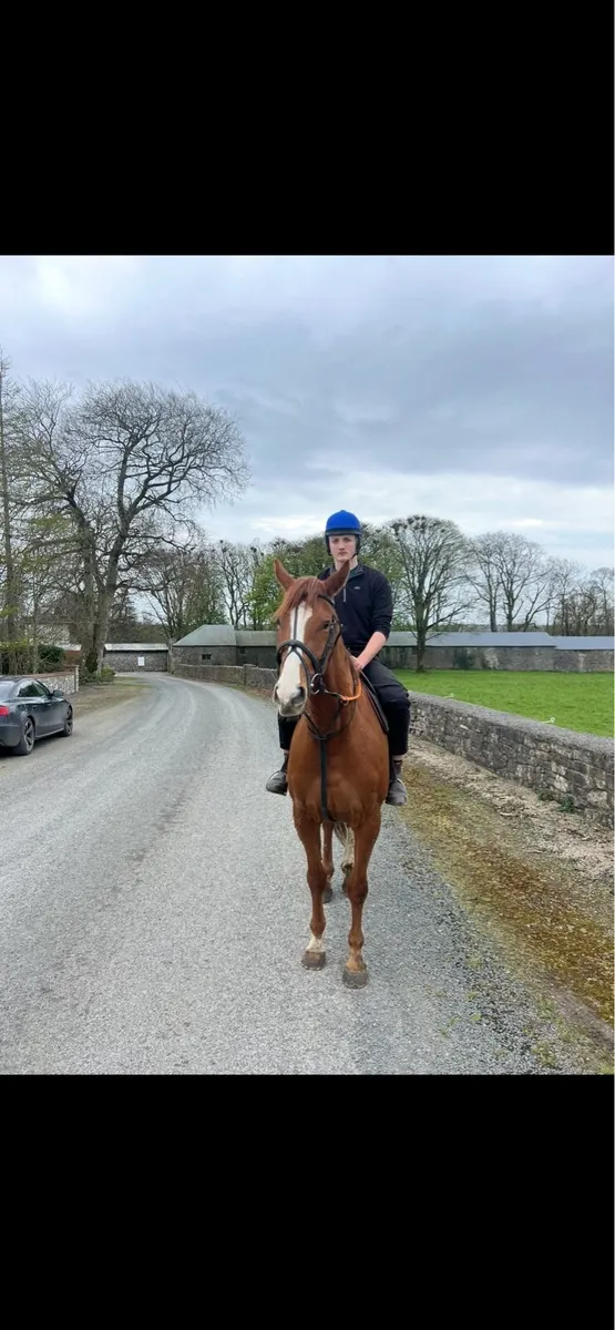 Gelding for sale - Image 2