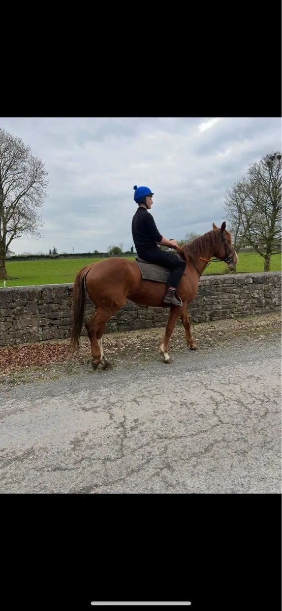 Gelding for sale - Image 3