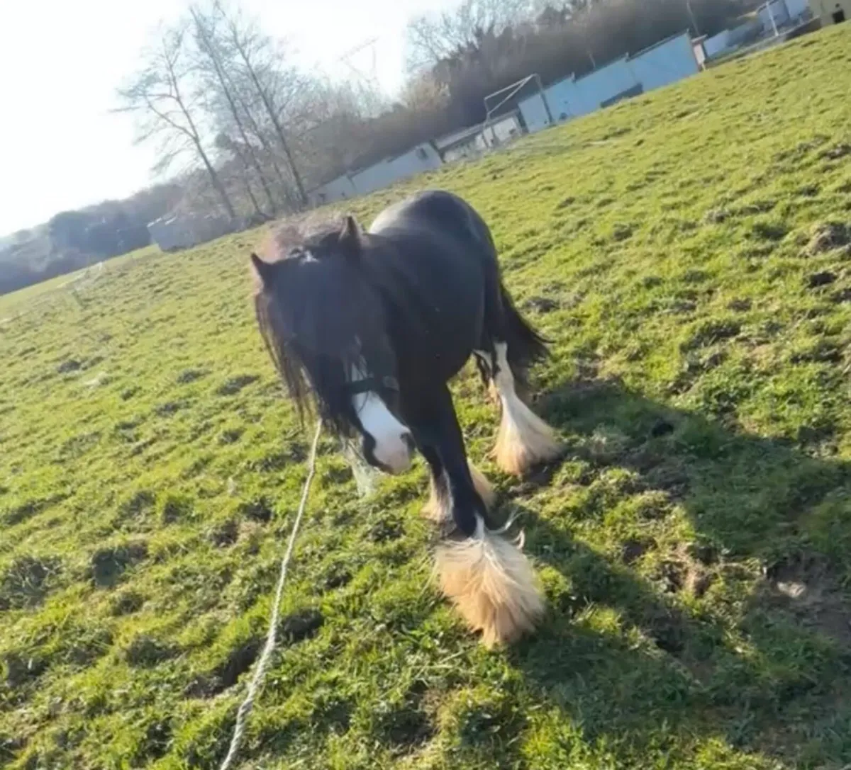 Stallion cob - Image 3