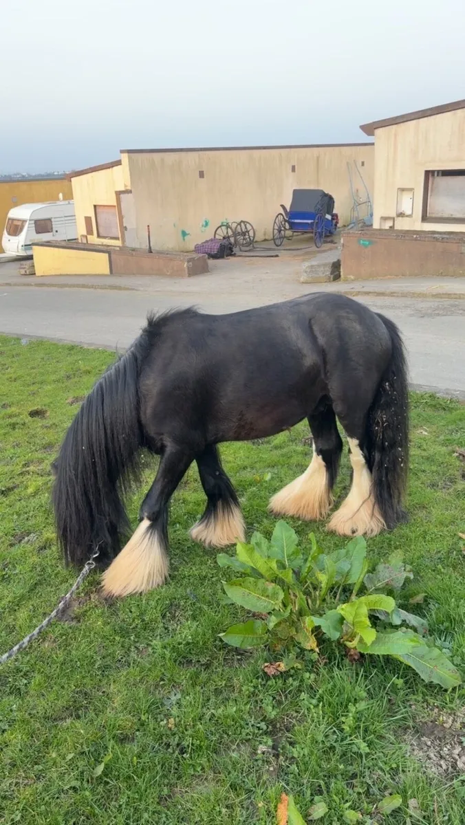 Stallion cob - Image 1