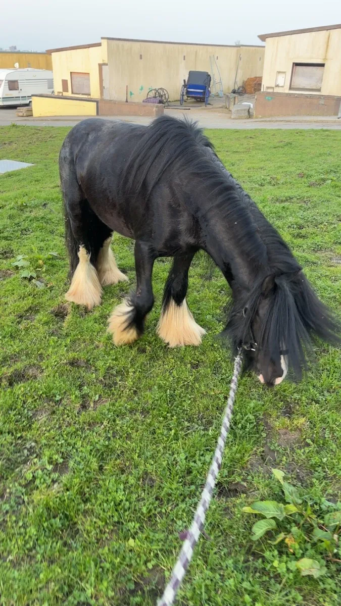 Stallion cob - Image 2