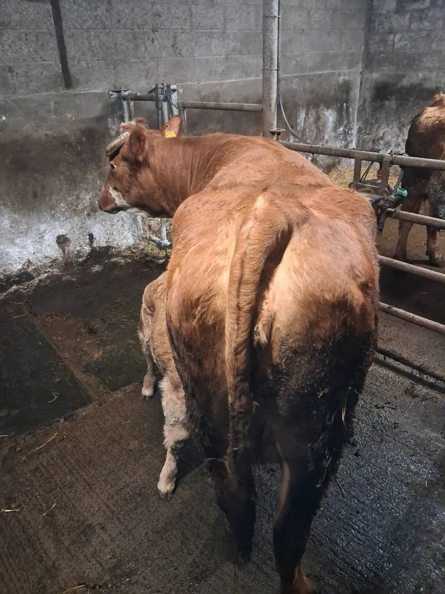 Suckler cow - Image 1