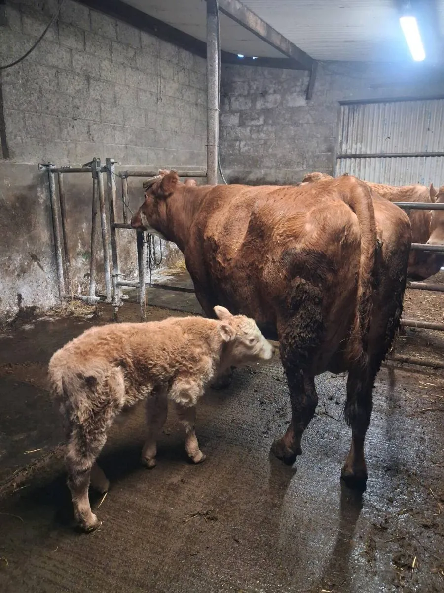 Suckler cow - Image 2