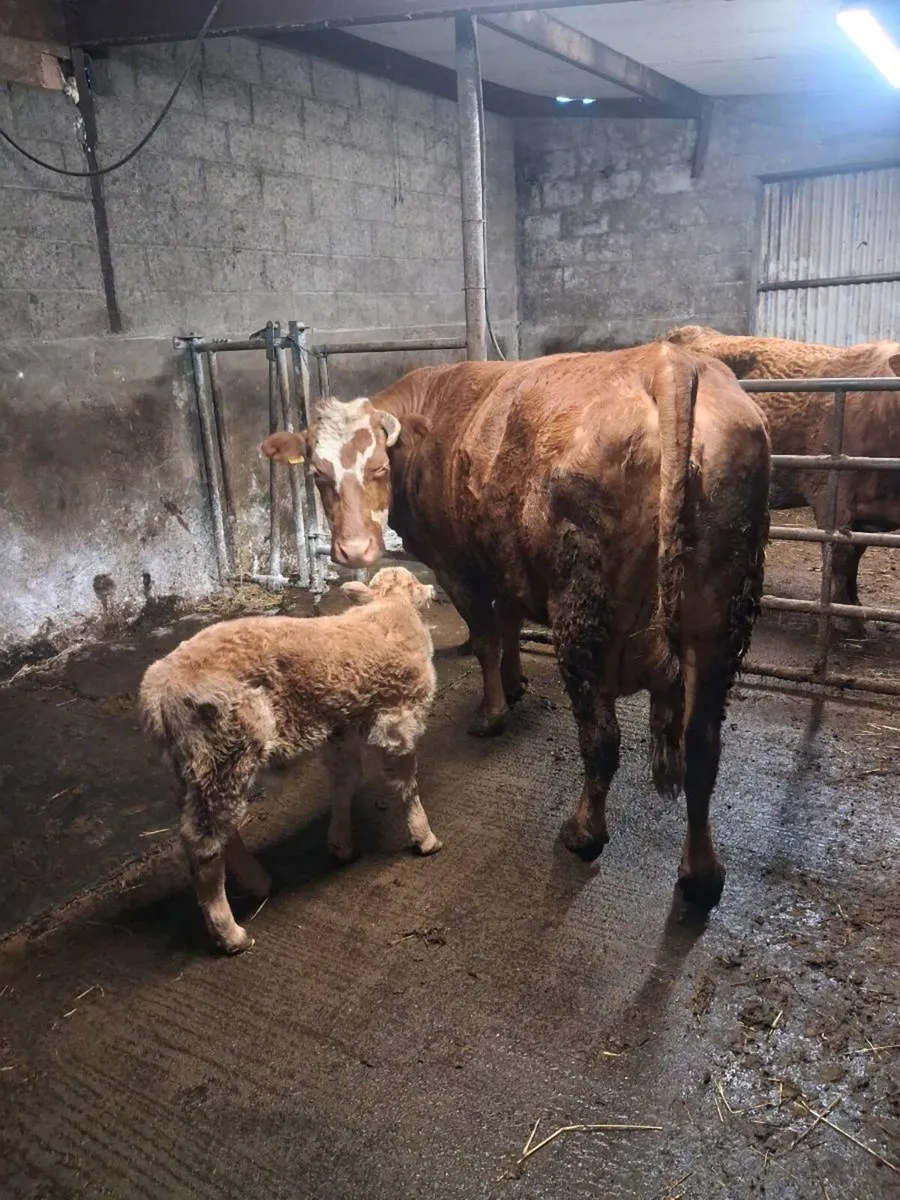 Suckler cow - Image 3