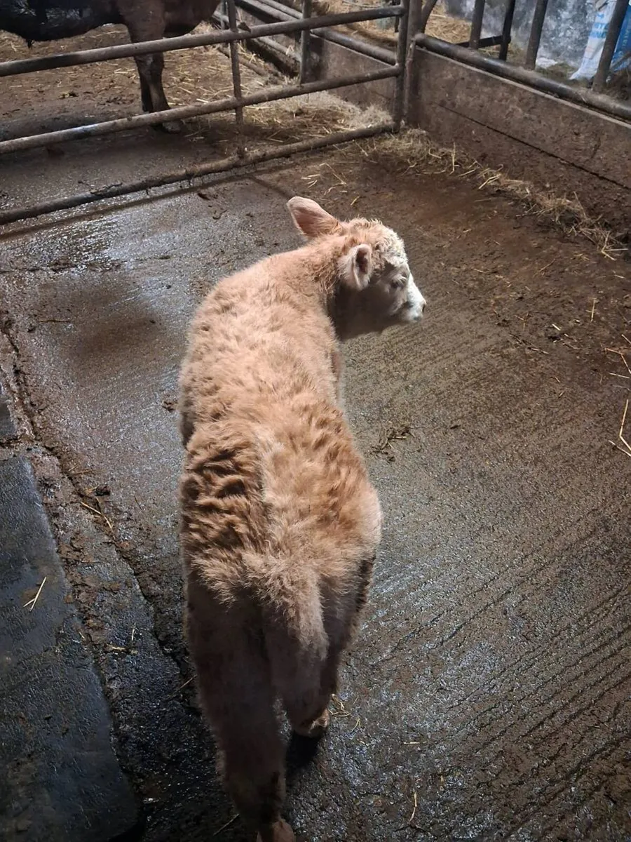 Suckler cow - Image 4