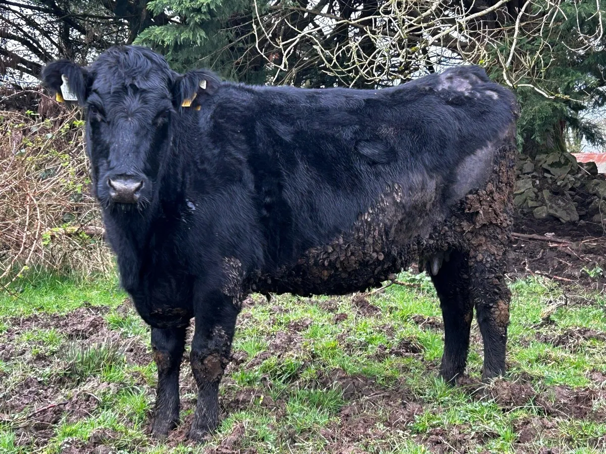 In-Calf Cow To A.I Limousin LM2644 - Image 2