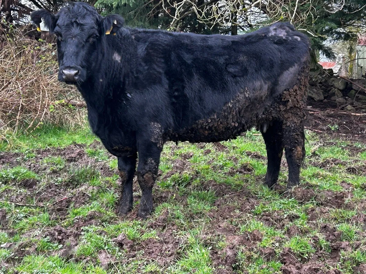 In-Calf Cow To A.I Limousin LM2644 - Image 1