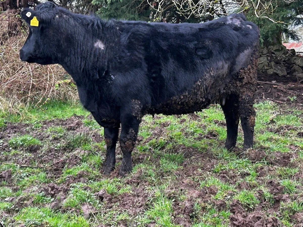 In-Calf Cow To A.I Limousin LM2644 - Image 3