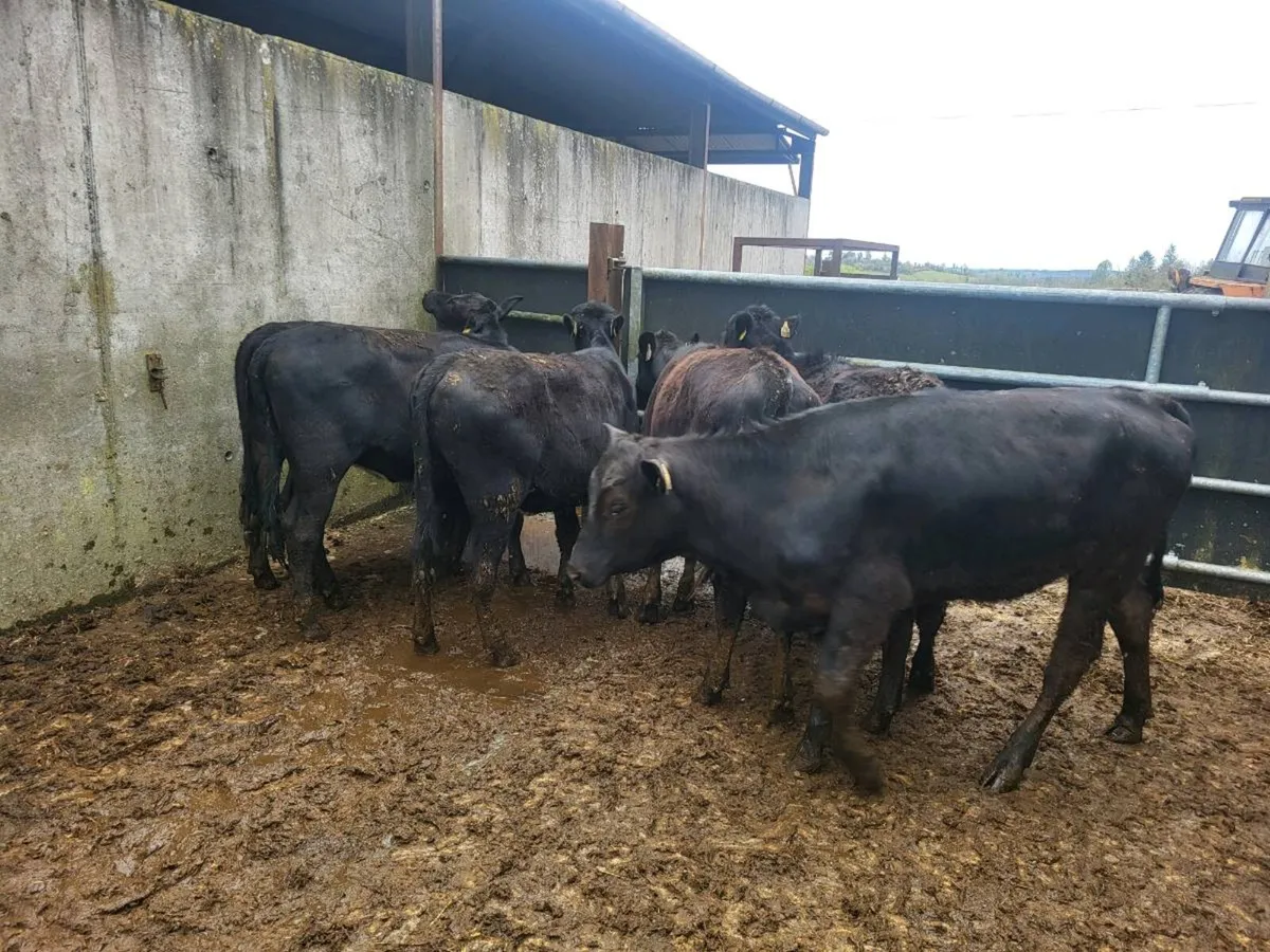 6 Aberdeen Angus heifers - Image 3