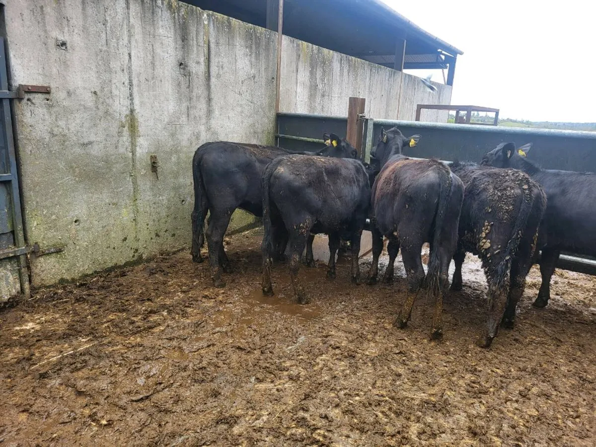 6 Aberdeen Angus heifers - Image 4