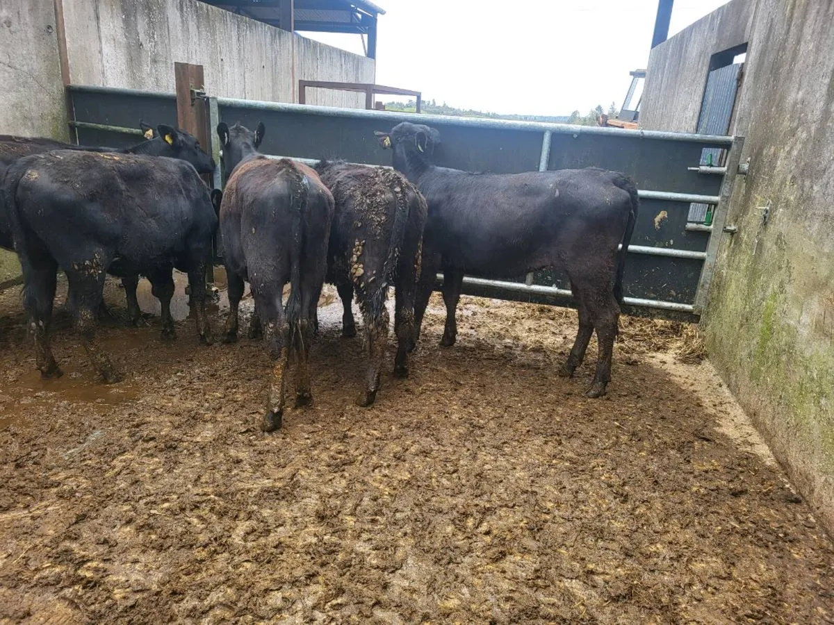 6 Aberdeen Angus heifers - Image 1