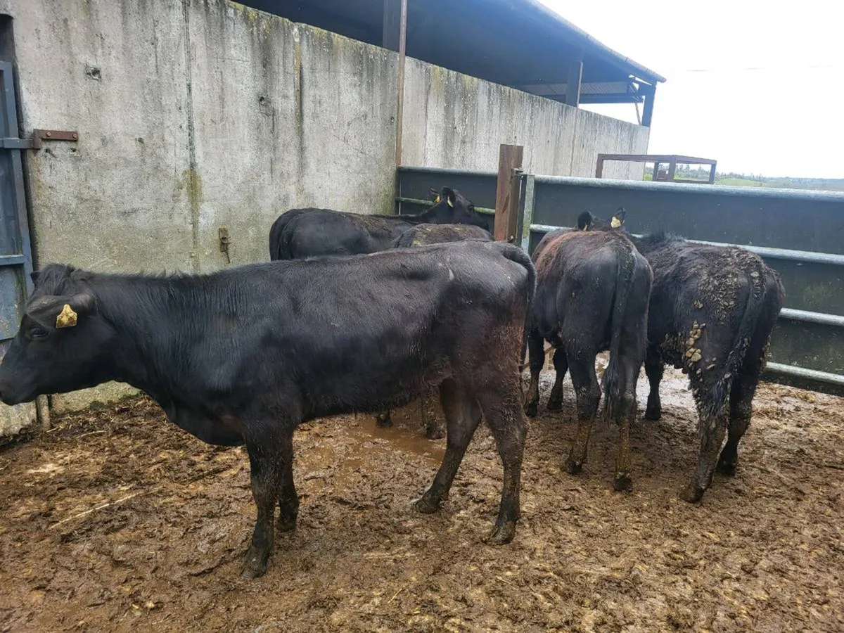 6 Aberdeen Angus heifers - Image 2