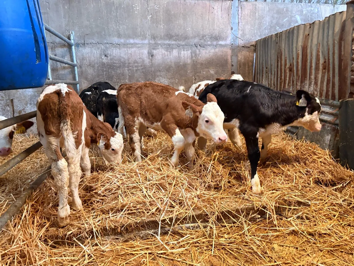 Heifer calves - Image 3