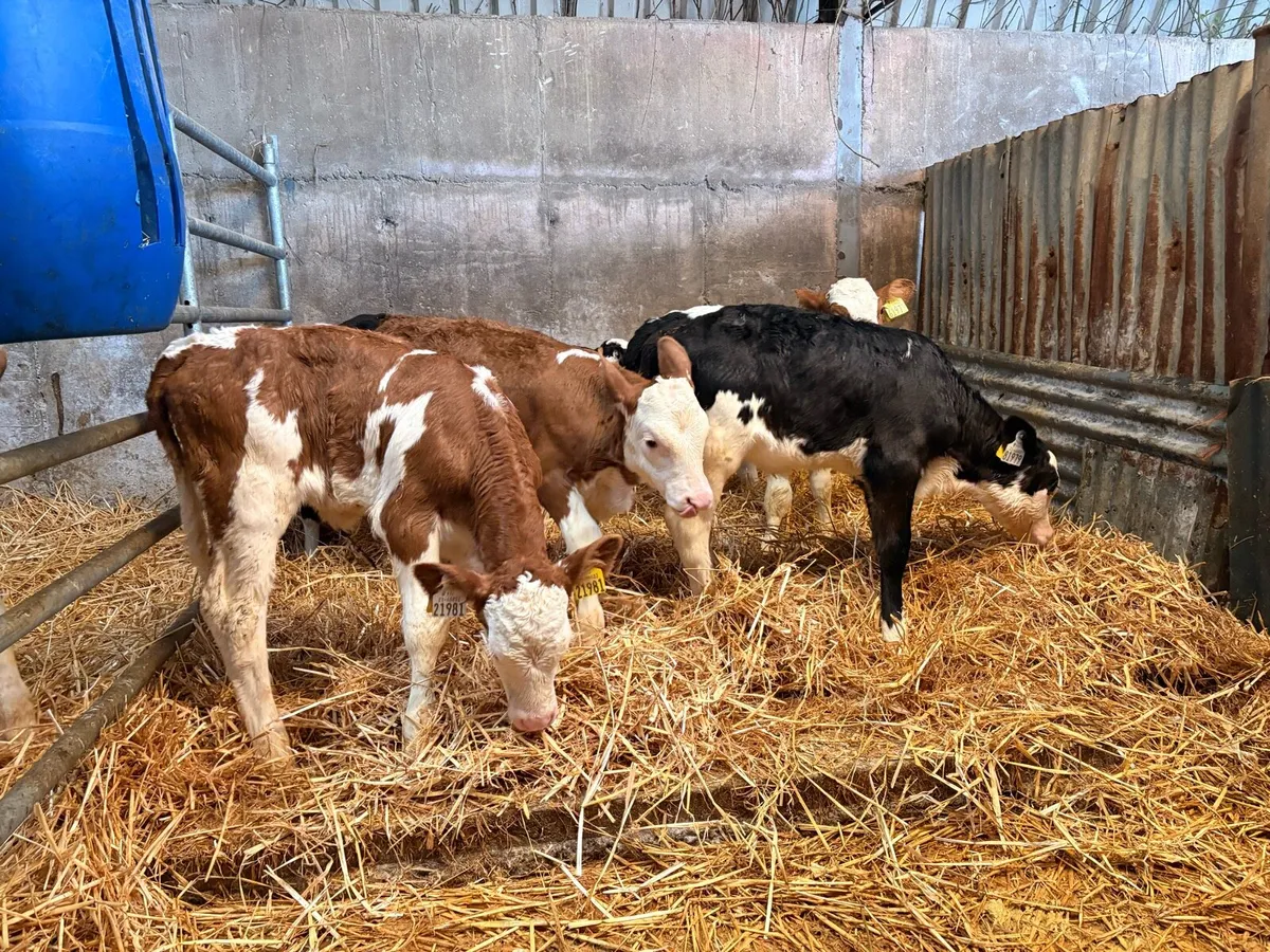 Heifer calves - Image 4