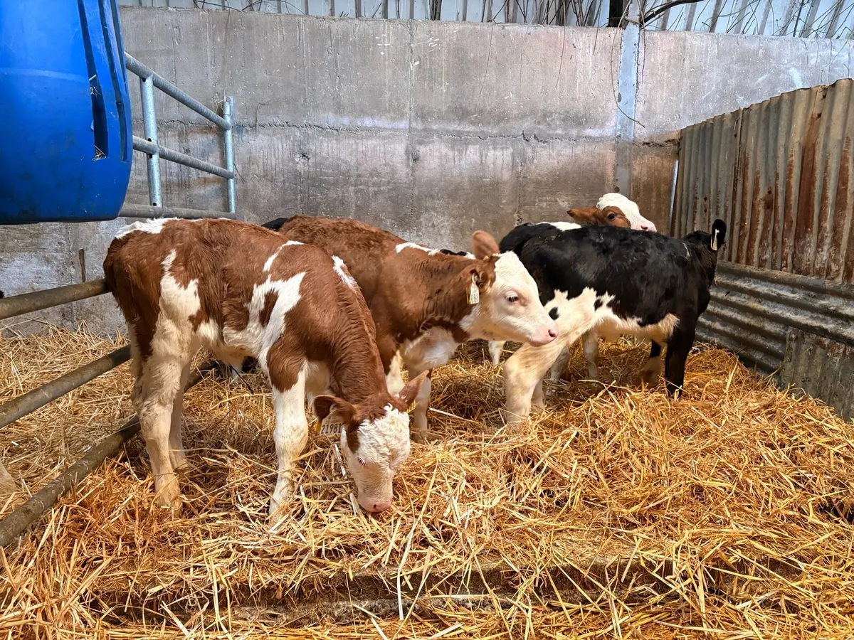 Heifer calves - Image 1