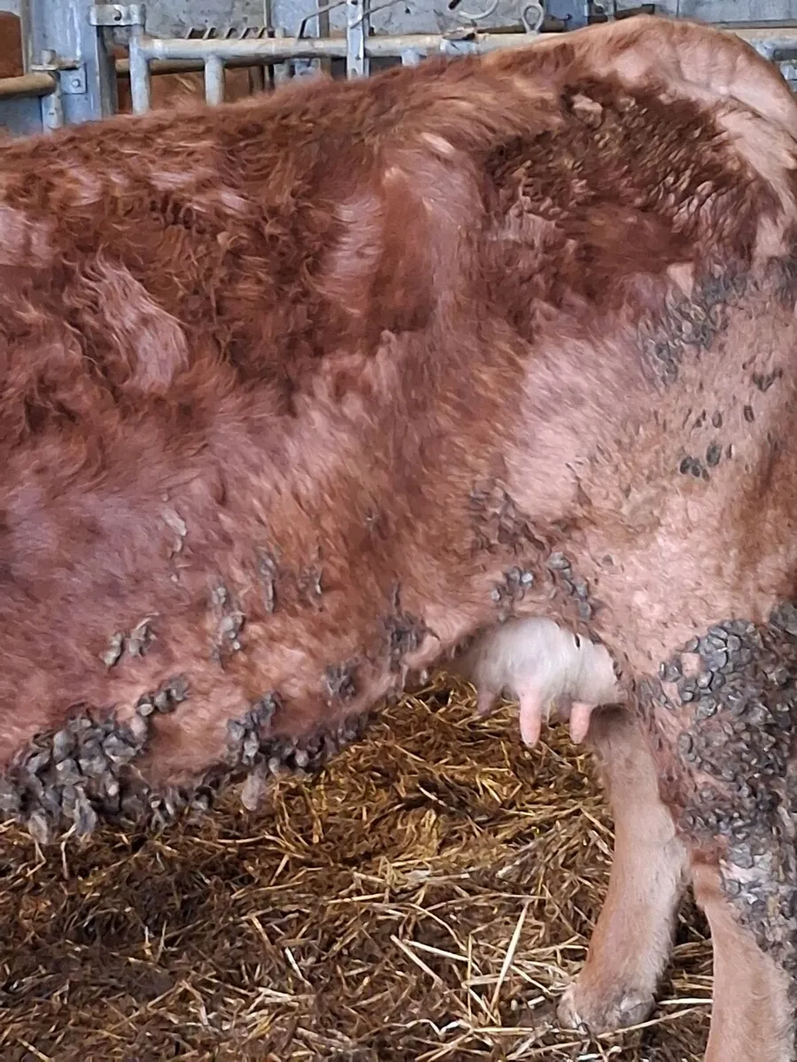 Foster cow - Image 3