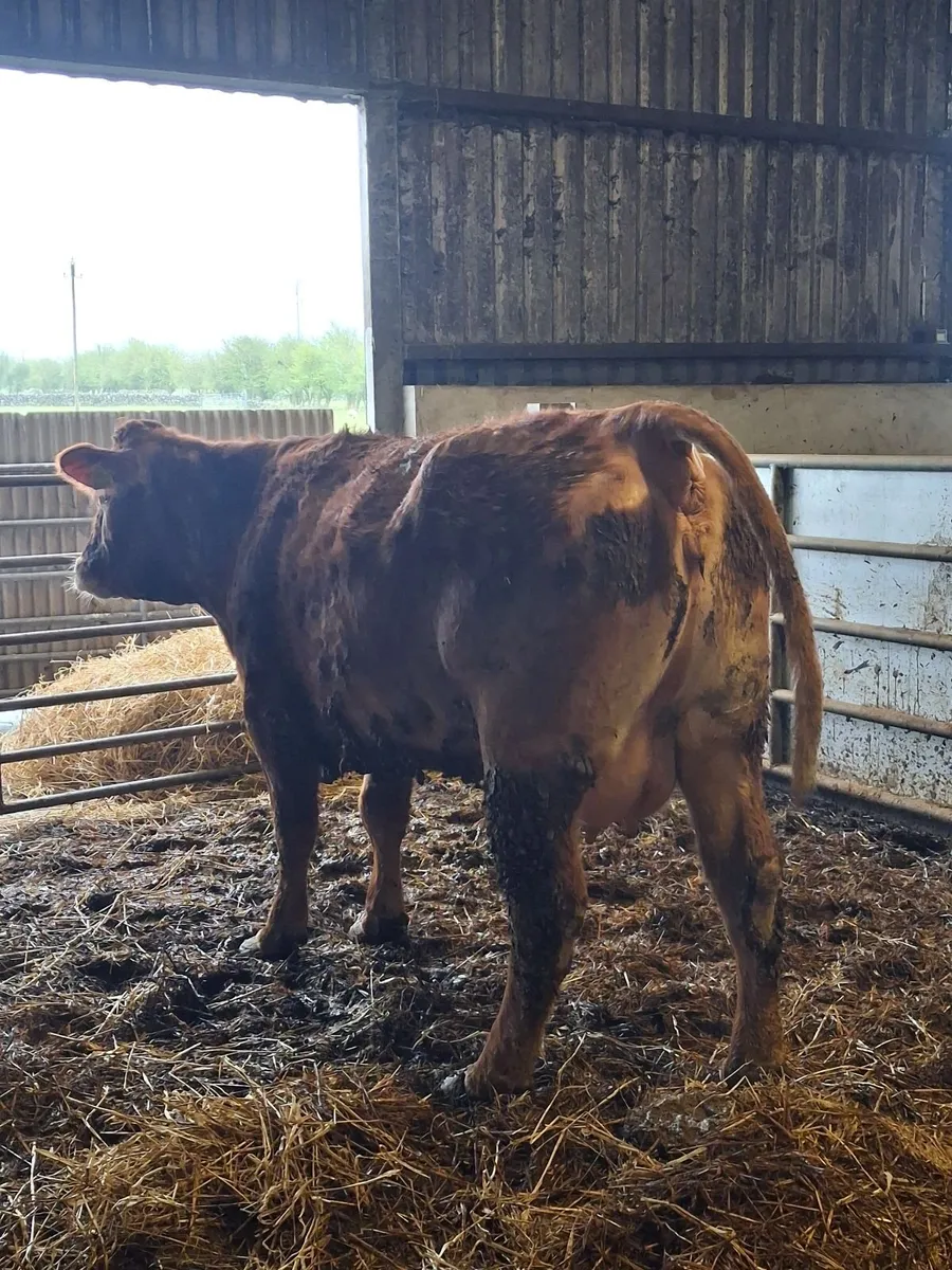 Foster cow - Image 4