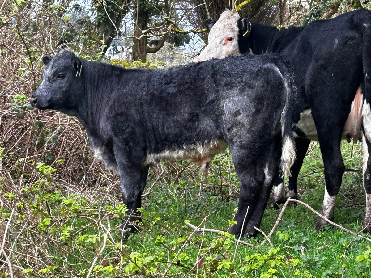 First Calved Cow & Bull Calf Scanned Back In-Calf - Image 3