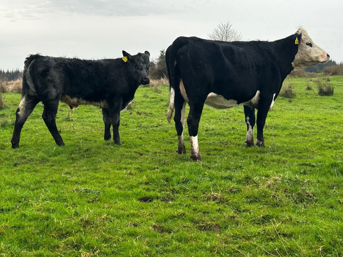 First Calved Cow & Bull Calf Scanned Back In-Calf - Image 4