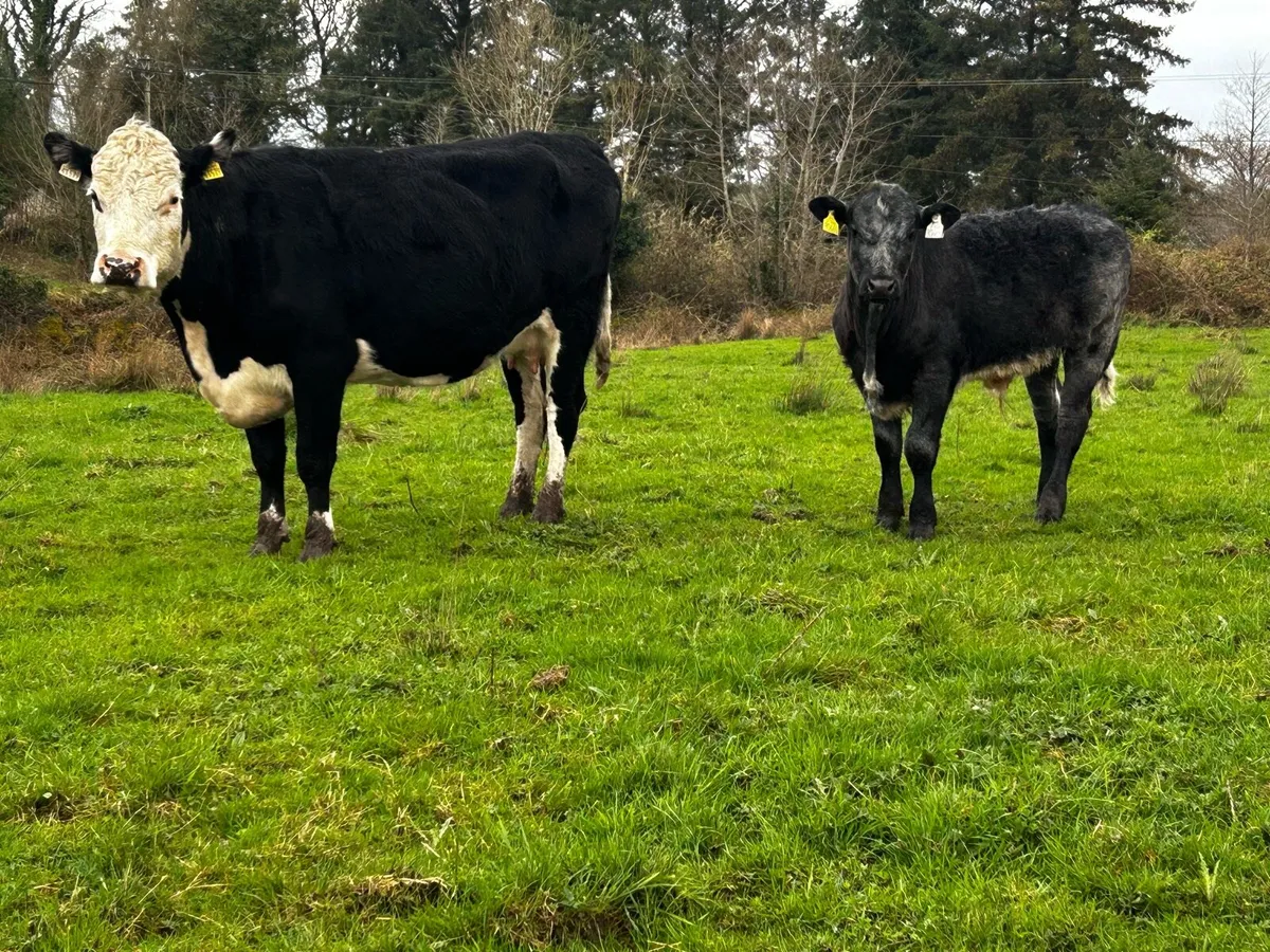 First Calved Cow & Bull Calf Scanned Back In-Calf - Image 1