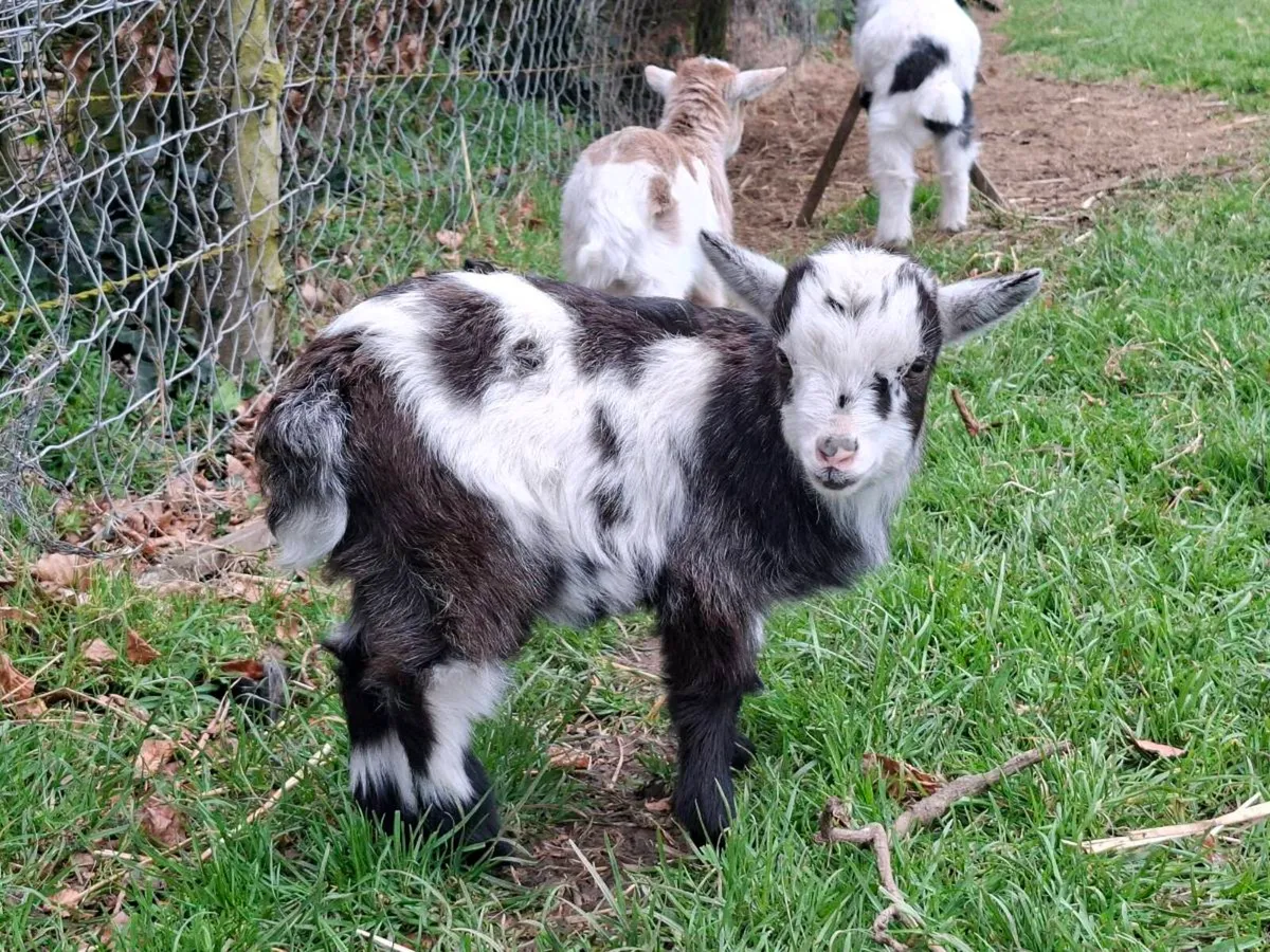 Pygmy kids - Image 1