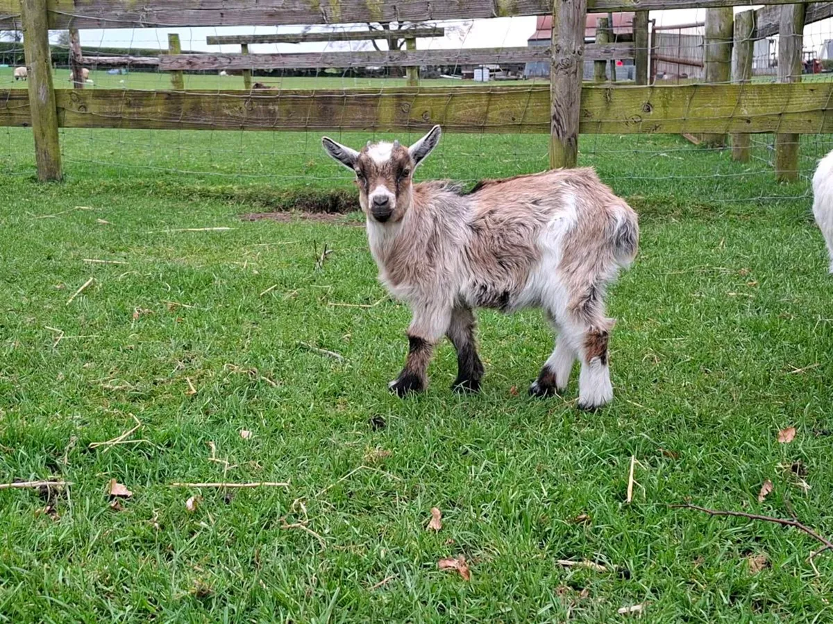 Pygmy kids - Image 3