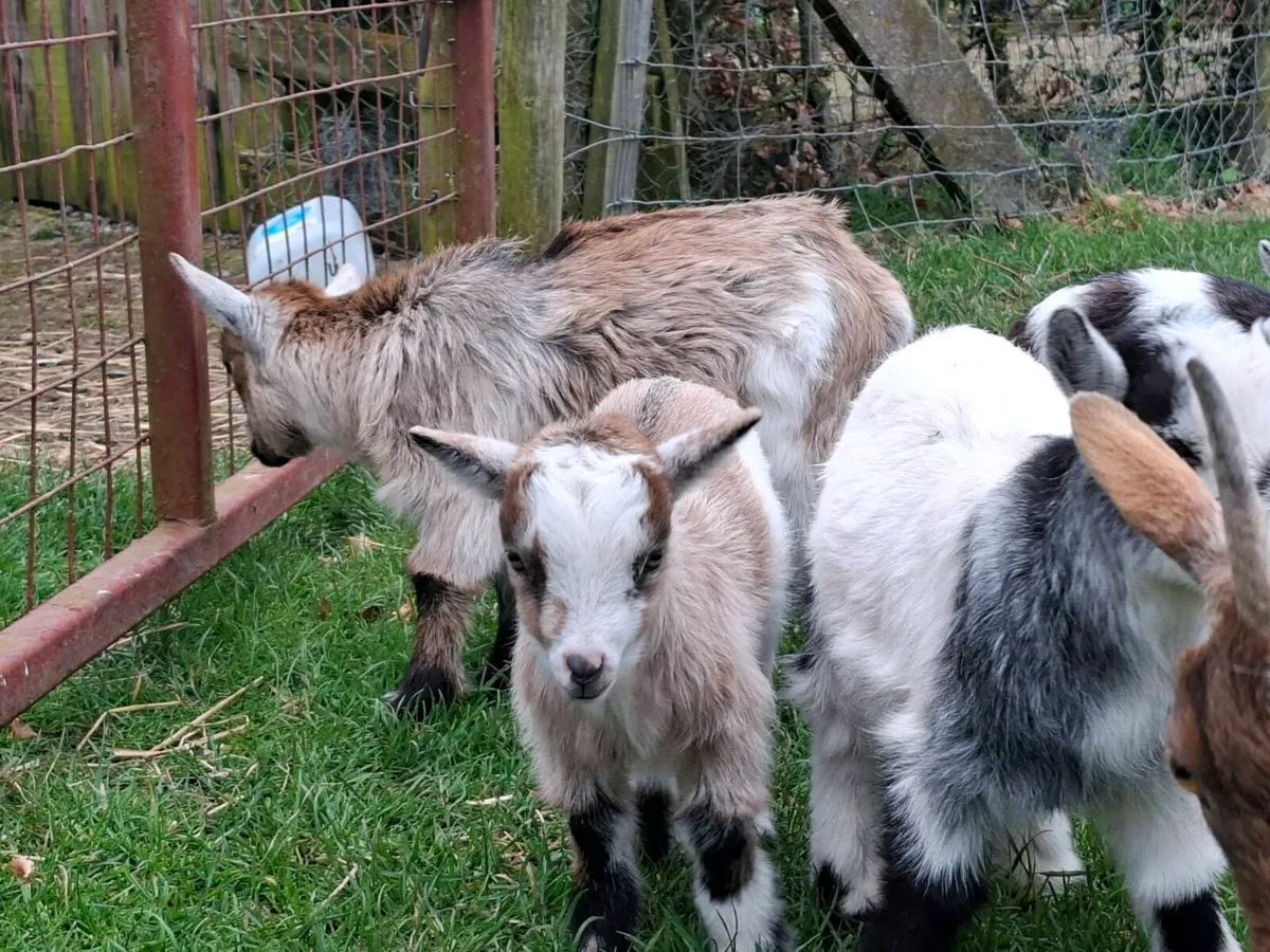 Pygmy kids - Image 4