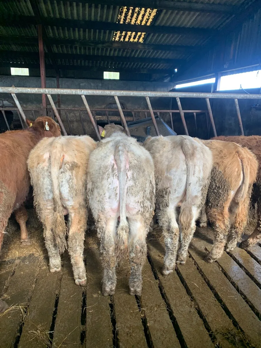 8 Super Quality Yearling  Bullocks - Image 4