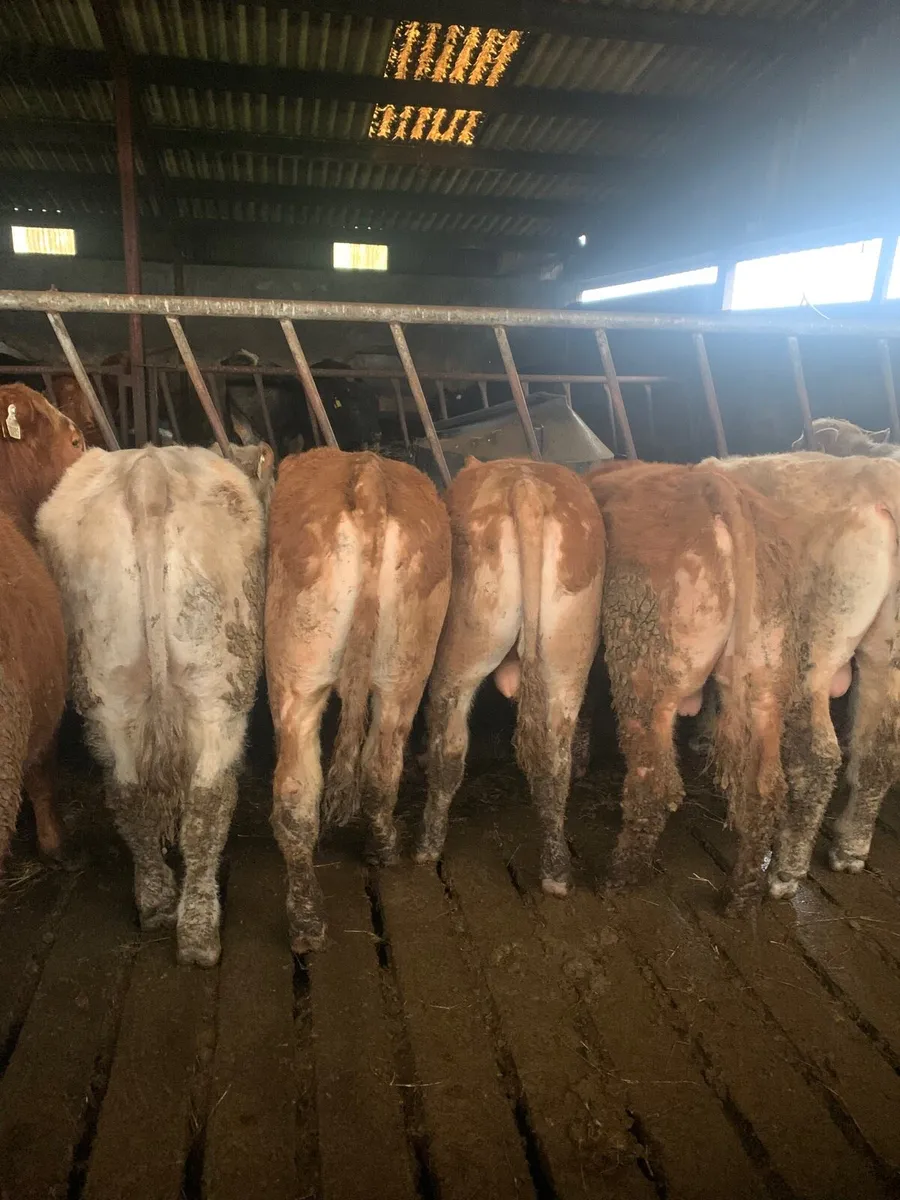 8 Super Quality Yearling  Bullocks - Image 1