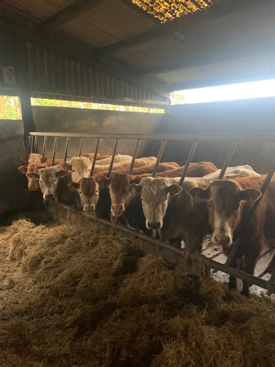 8 Super Quality Yearling  Bullocks - Image 3