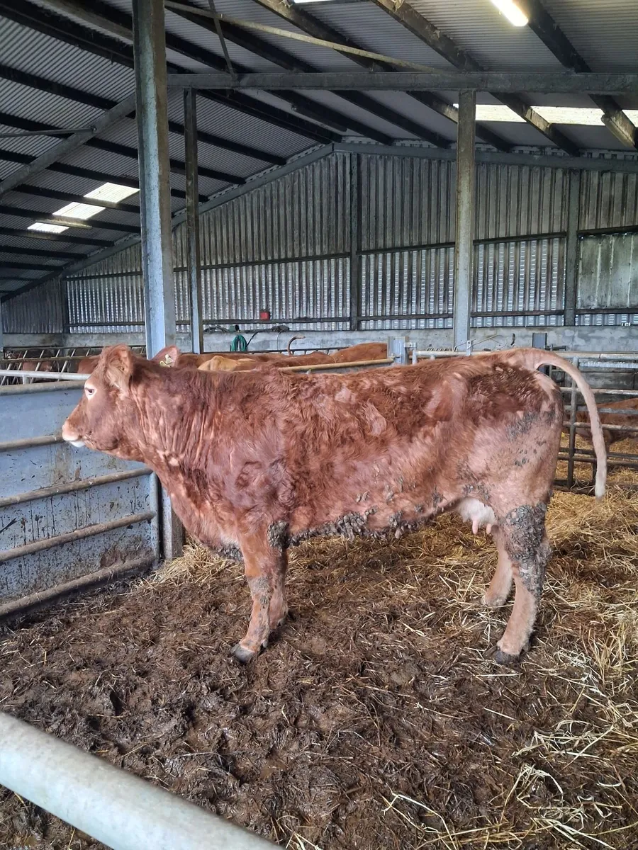 Foster cow - Image 1