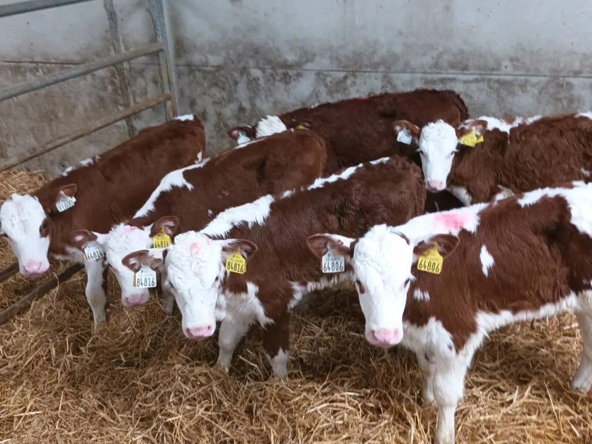 6 RED WHITEHEAD HEIFERS FOR SALE - Image 1