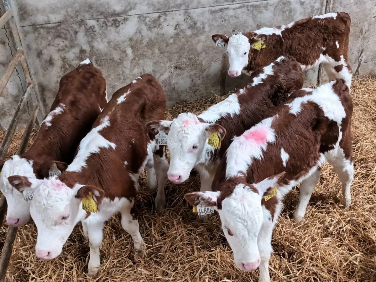 6 RED WHITEHEAD HEIFERS FOR SALE - Image 2