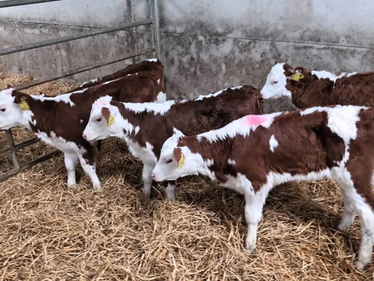 6 RED WHITEHEAD HEIFERS FOR SALE - Image 3
