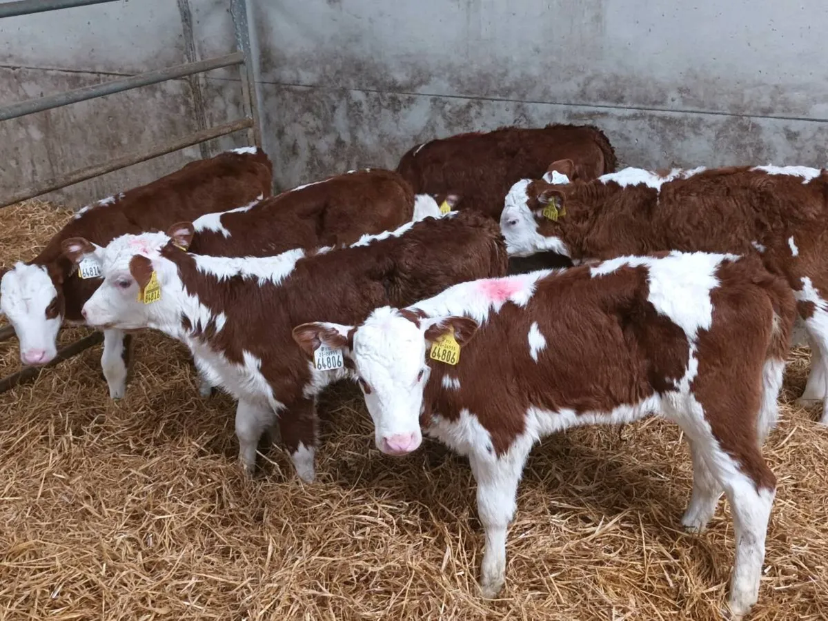 6 RED WHITEHEAD HEIFERS FOR SALE - Image 4