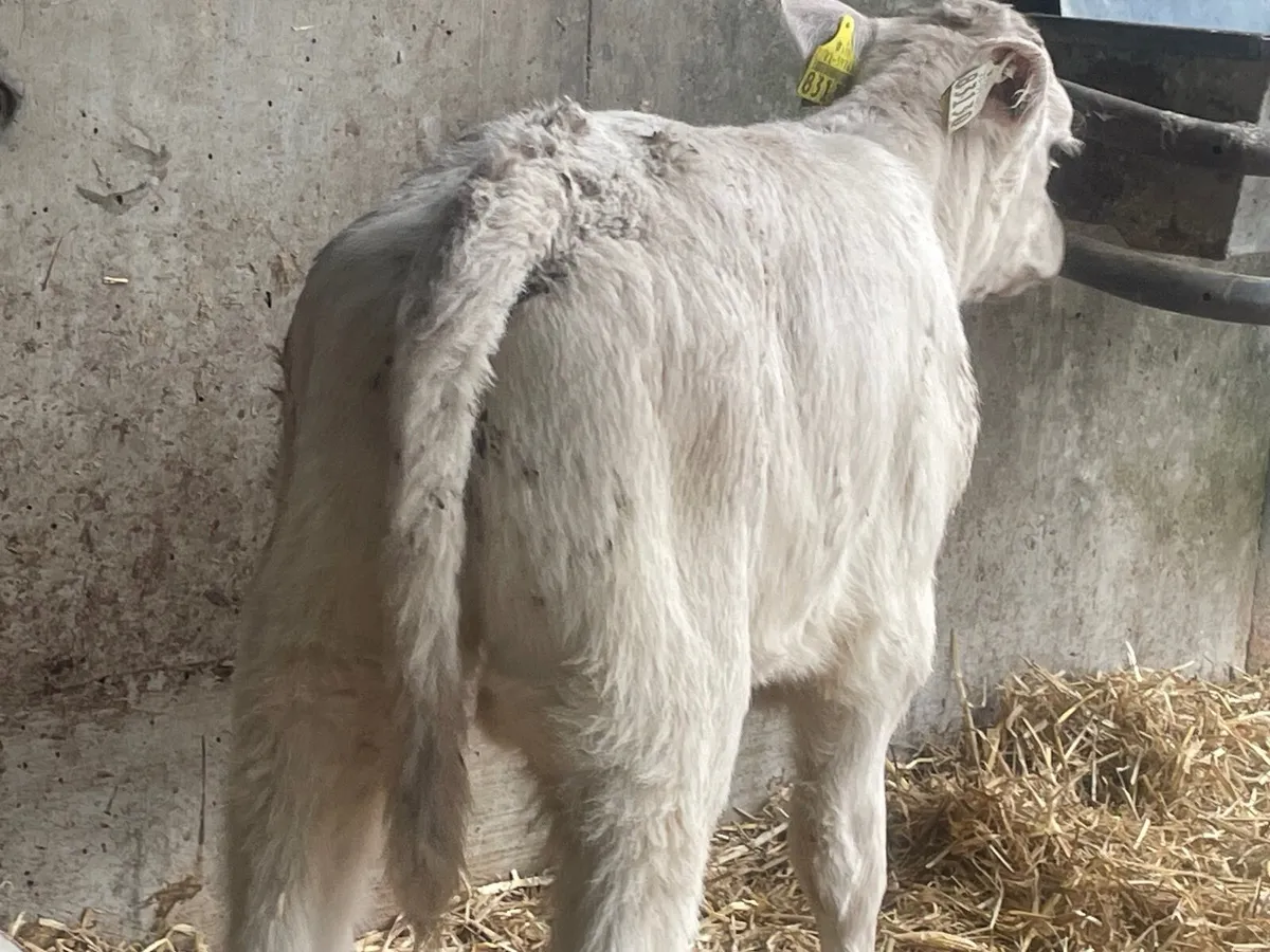 6 super strong Charlie bull calves - Image 2