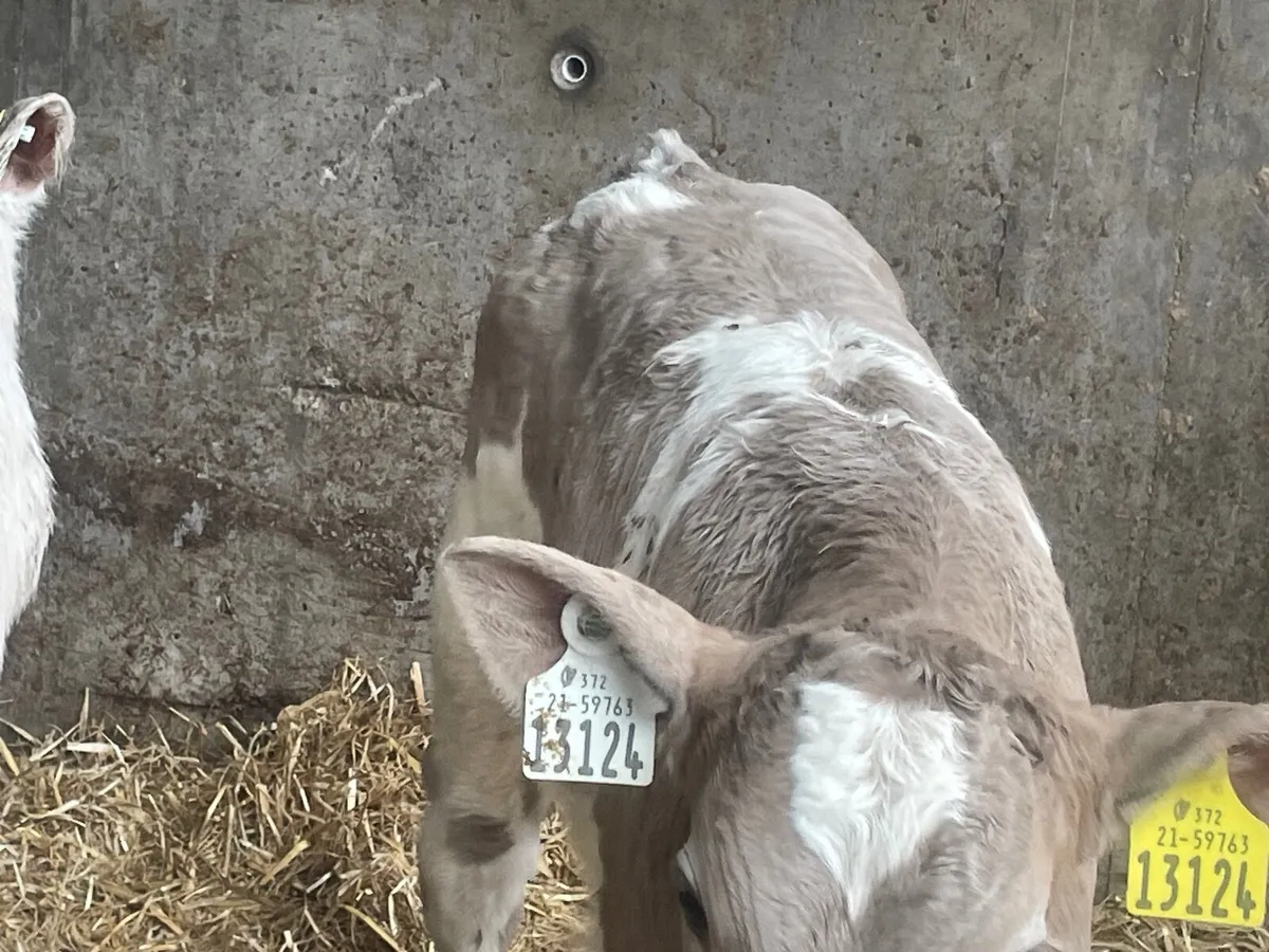 6 super strong Charlie bull calves - Image 1