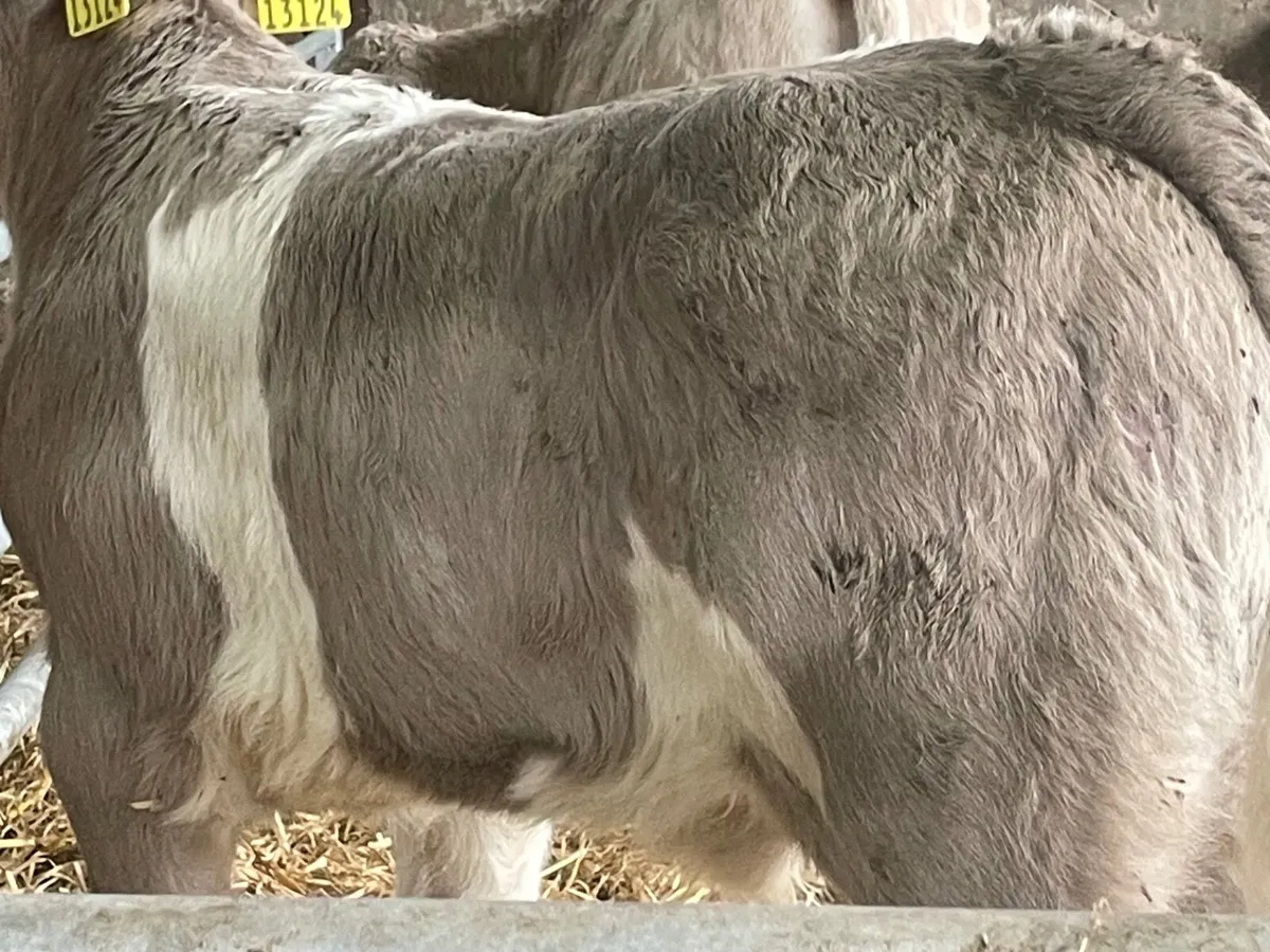 6 super strong Charlie bull calves - Image 4